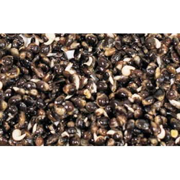 STARFISH ZIARNA ZANĘTOWE...