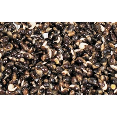 STARFISH ZIARNA ZANĘTOWE KONOPIE