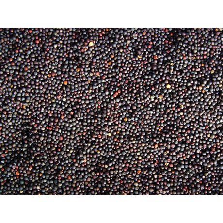 Genesis Carp Rzepik surowy 5kg