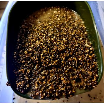 GENESIS CARP KONOPIE...