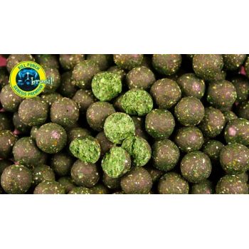 GENESIS CARP Kill Punch...