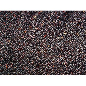 Genesis Carp Rzepak surowy 5kg