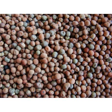 Genesis Carp Peluszka 5kg