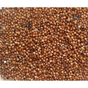 Genesis Carp Sorgo brązowe 5kg