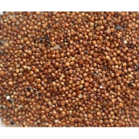 Genesis Carp Sorgo brązowe 5kg