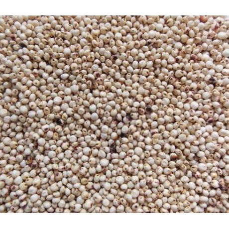 Genesis Carp Sorgo białe Dari 5kg